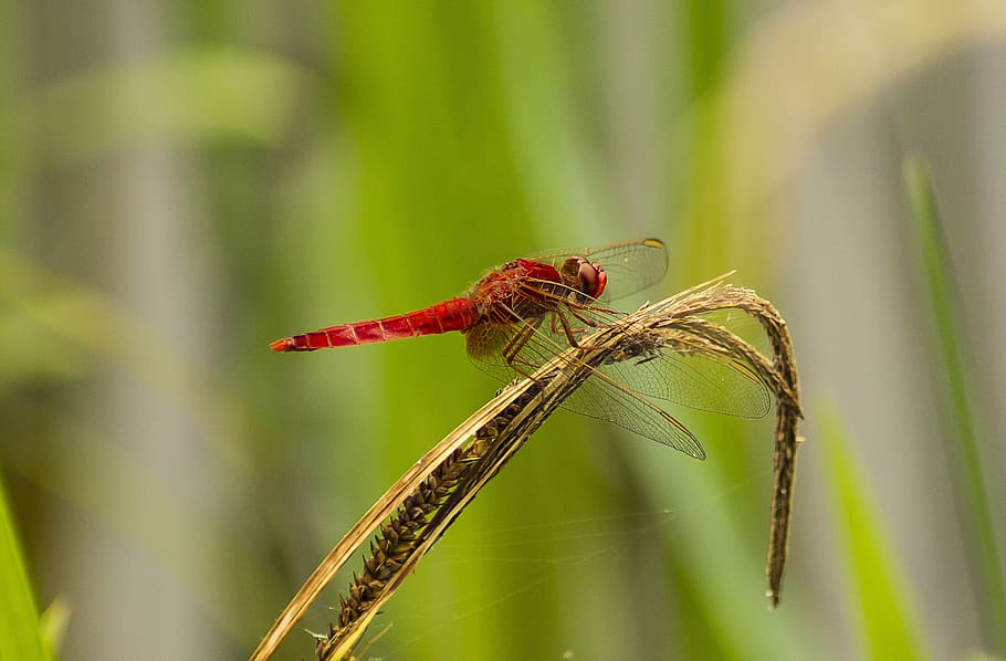 dragonfly, insect, nature, invertebrate, animal themes, one animal HD wallpaper