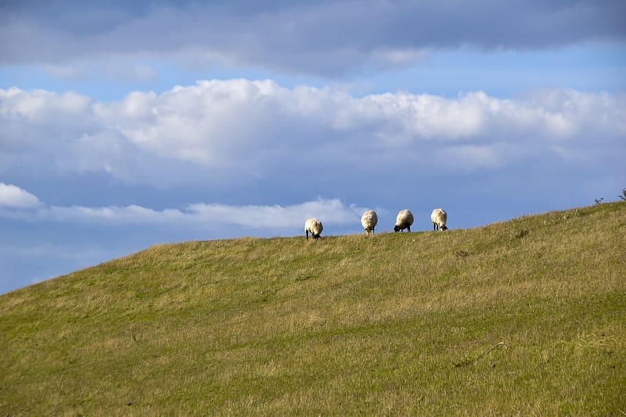 sheep, dike, grass, landscape, north sea, rest, flock of sheep HD wallpaper