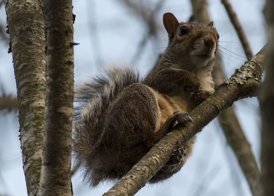 squirrel, tree, animal, rodent, cute, wildlife, brown, curious HD wallpaper