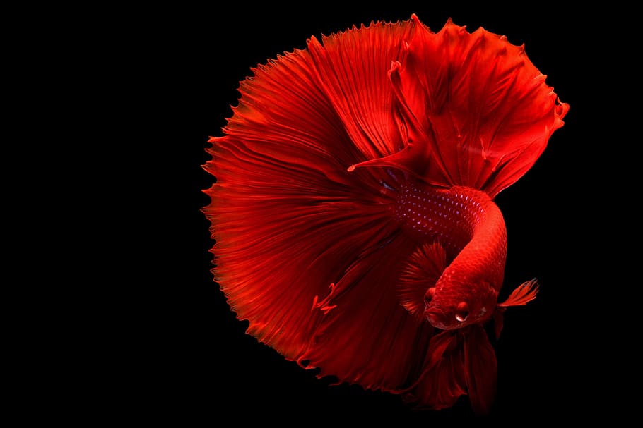 Red Betta Fish, animal, desktop backgrounds, wallpaper, HD wallpaper, HD wallpaper