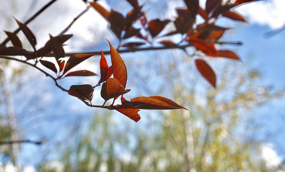 leaf, autumn, nature, plant, plant part, tree, focus on foreground HD wallpaper