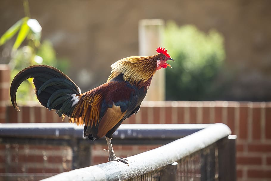 selective focus photography of rooster perching on fence, bird