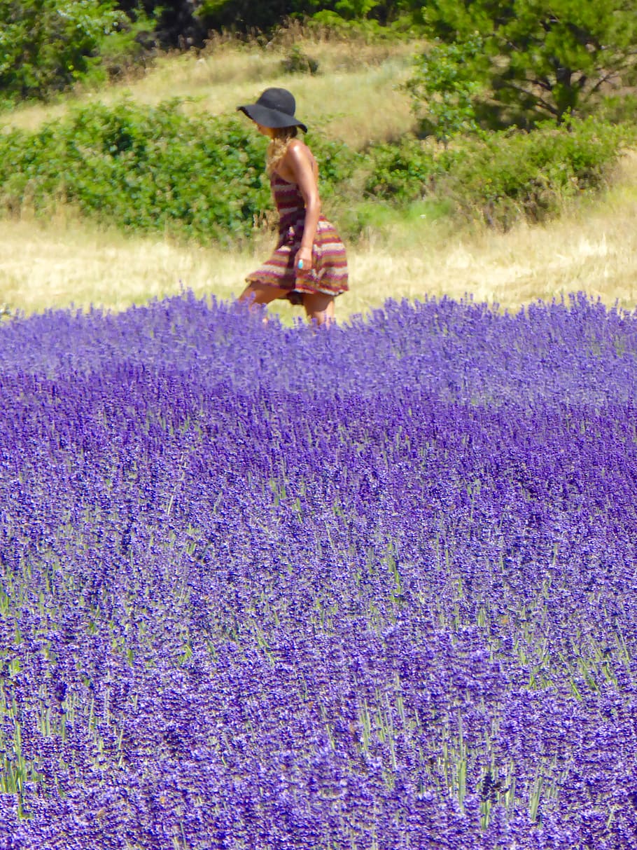 purple, flower, plant, flowering plant, lavender, one person HD wallpaper