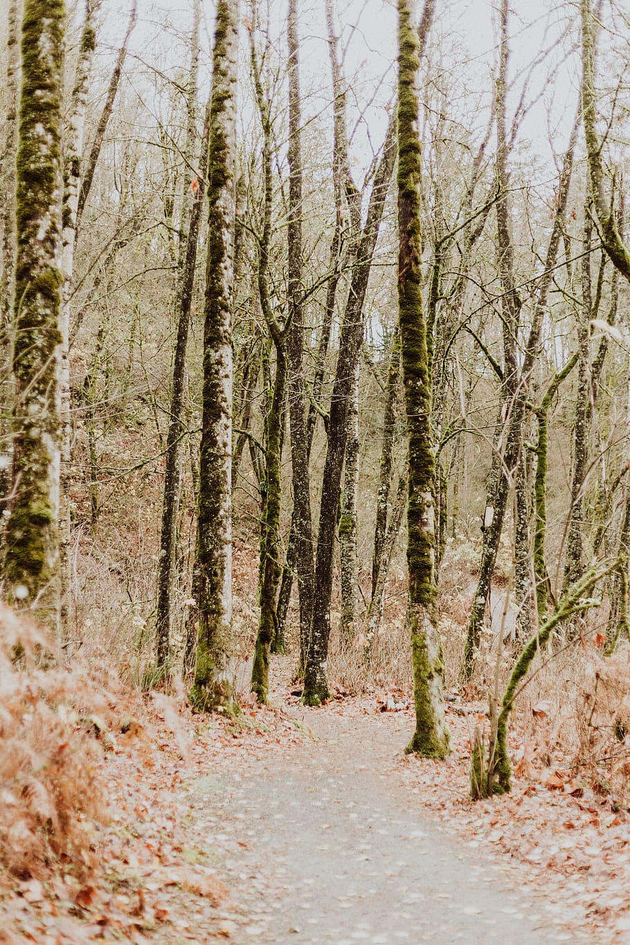 tree without leaf, plant, forest, land, tranquility, growth, no people HD wallpaper