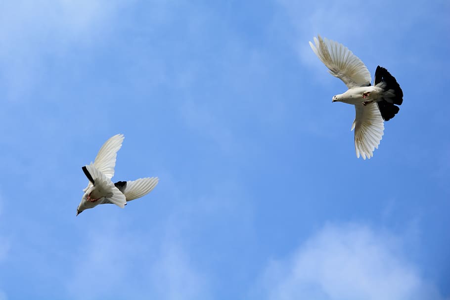 sky, dove, bird, fly, wing, blue, cloud, flying, spread wings HD wallpaper