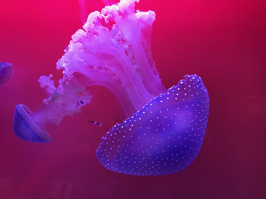 blue and white jellyfish, animal, sea life, invertebrate, sweden, HD wallpaper