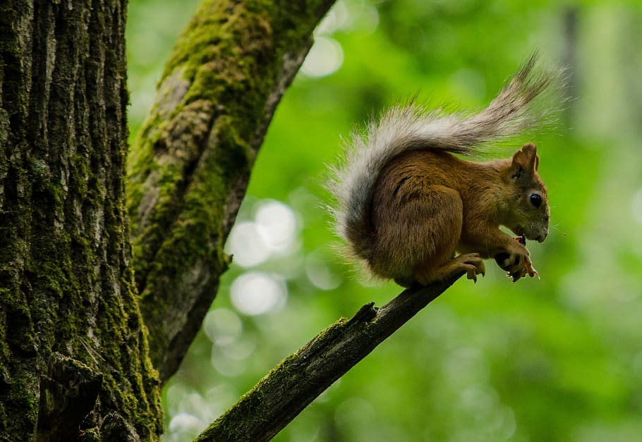 squirrel, forest, nature, tree, animals, animal themes, mammal HD wallpaper