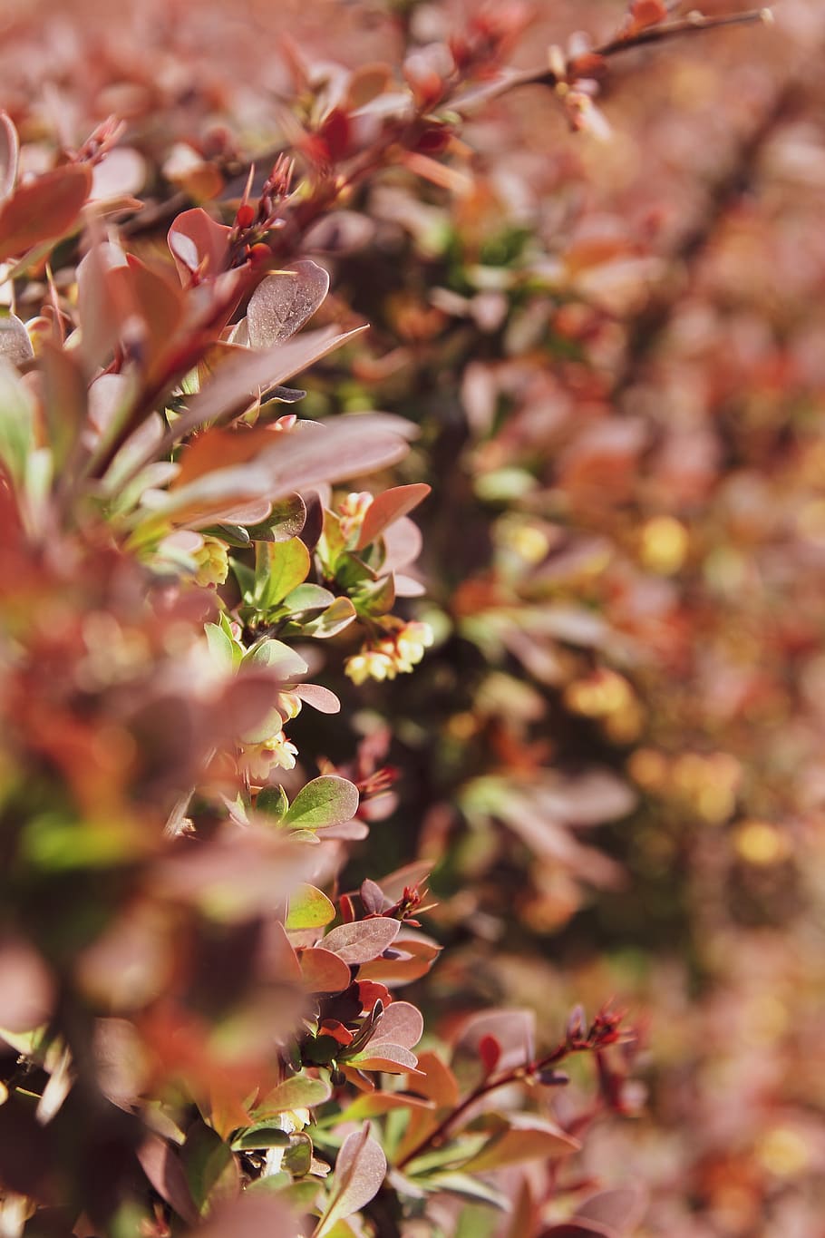 leaf, plant, tree, blossom, flower, petal, pollen, maple, bird HD wallpaper