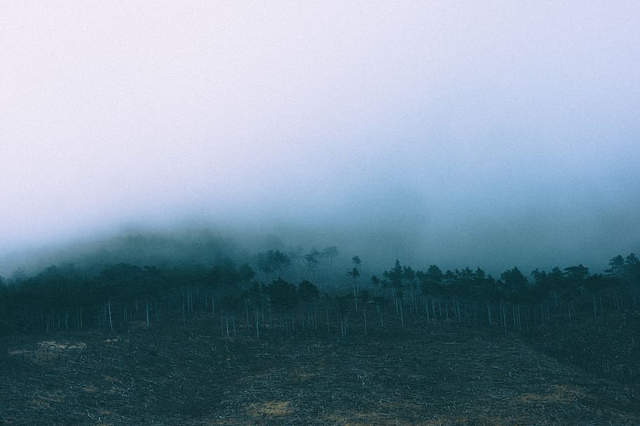 forest, fog, trees, mist, hike, trail, outdoor, atmosphere HD wallpaper
