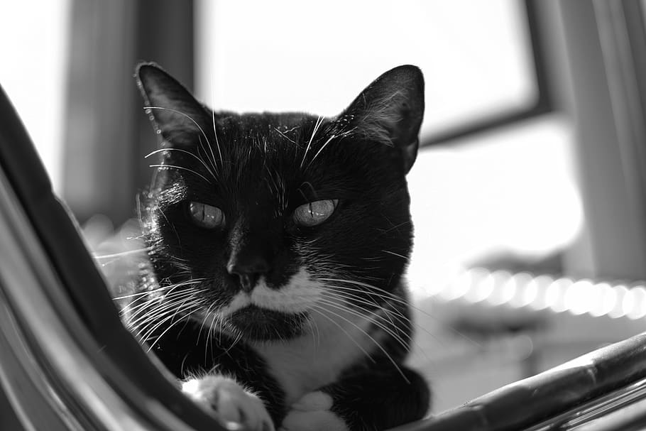 animal, cat, feline, domestic, domestic cat, pets, domestic animals HD wallpaper