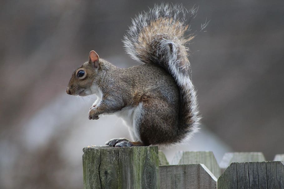 animals, cute, small, mammal, outdoors, animal wildlife, one animal HD wallpaper