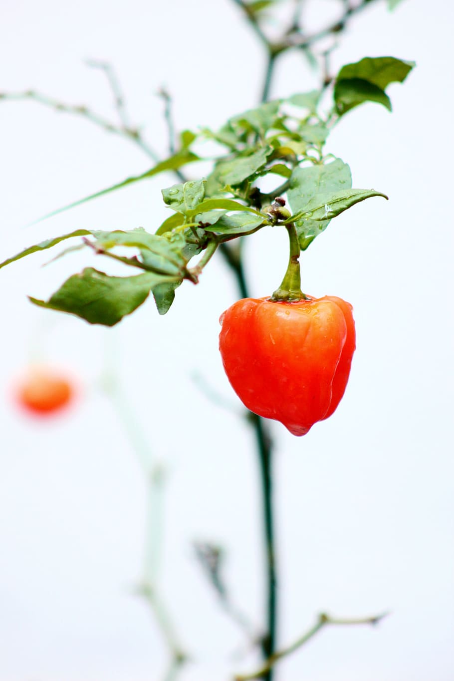 red vegetable, food and drink, plant, freshness, close-up, leaf HD wallpaper