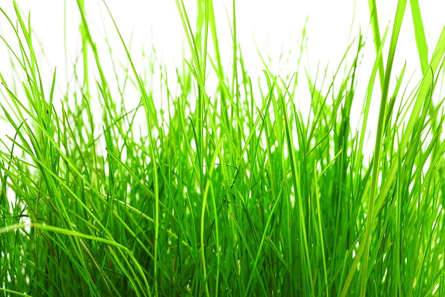 background, beauty, blade, bright, care, color, field, freshness HD wallpaper