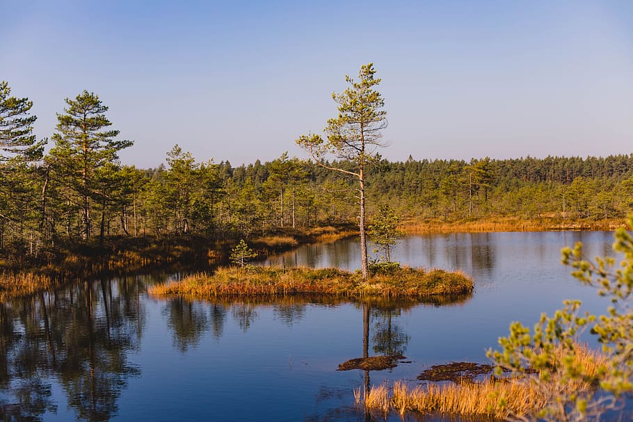 Tree in Middle of Water, daylight, environment, fall, forest HD wallpaper
