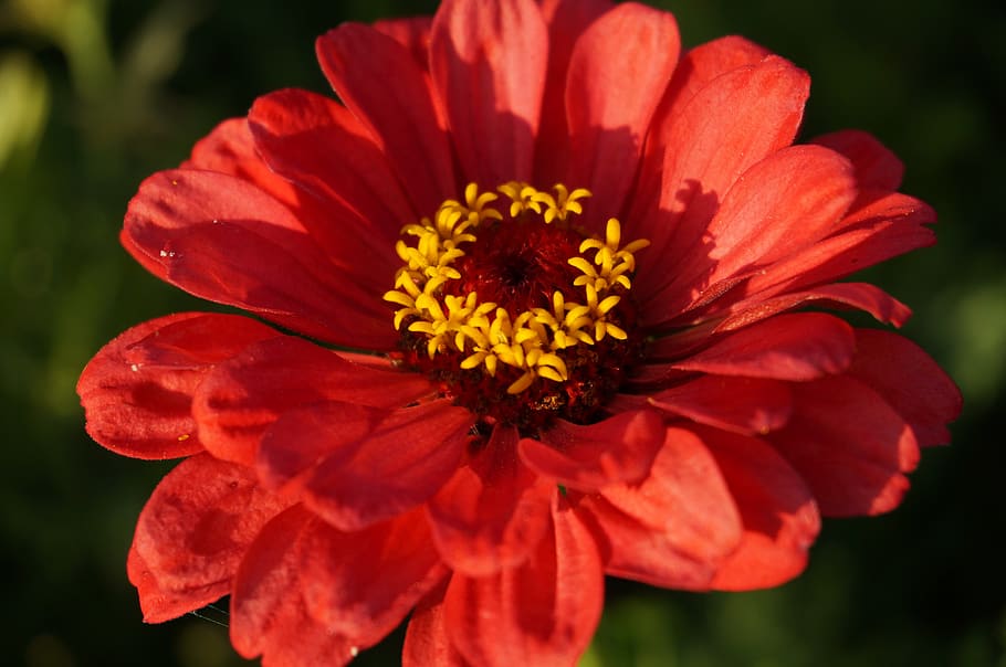 zinnia, flower, flowering plant, vulnerability, petal, fragility HD wallpaper