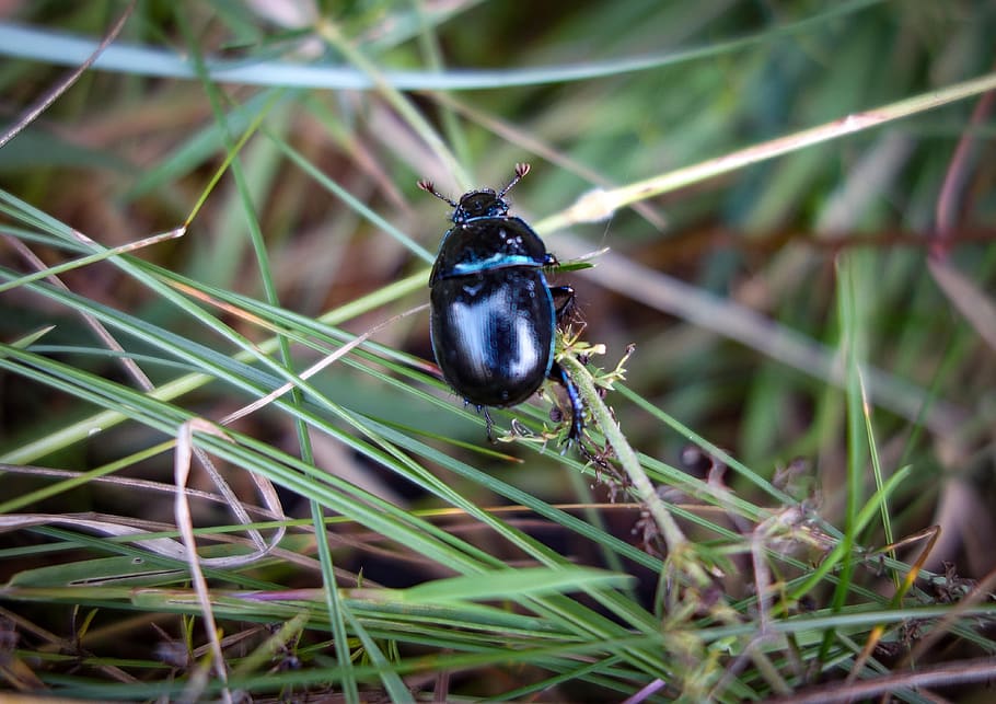 beetle, black beetle, insect, forest beetle, close up, macro, HD wallpaper