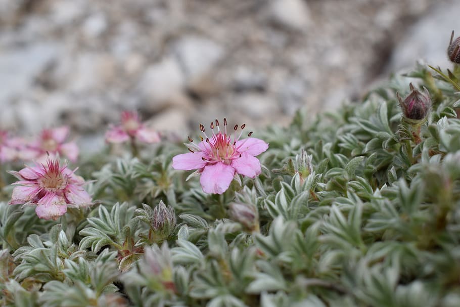 alpine, summer, flora, bloom, blossom, nature, pink, flowering plant HD wallpaper