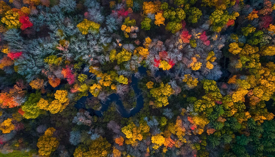 green trees, forest, branch, river, creek, water, autumn, fall HD wallpaper