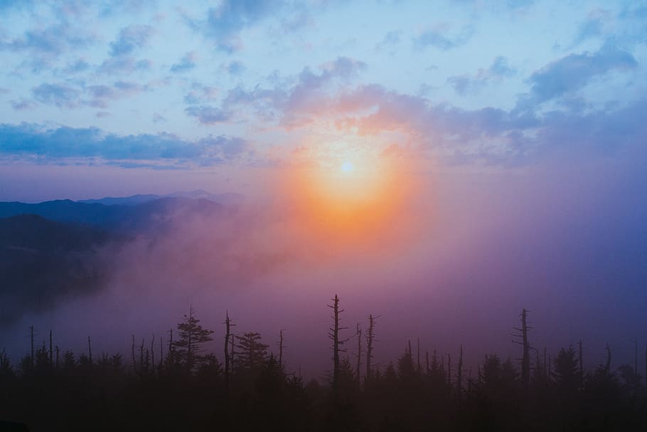 nature, landscape, sun, forest, trees, sunrise, beauty in nature HD wallpaper
