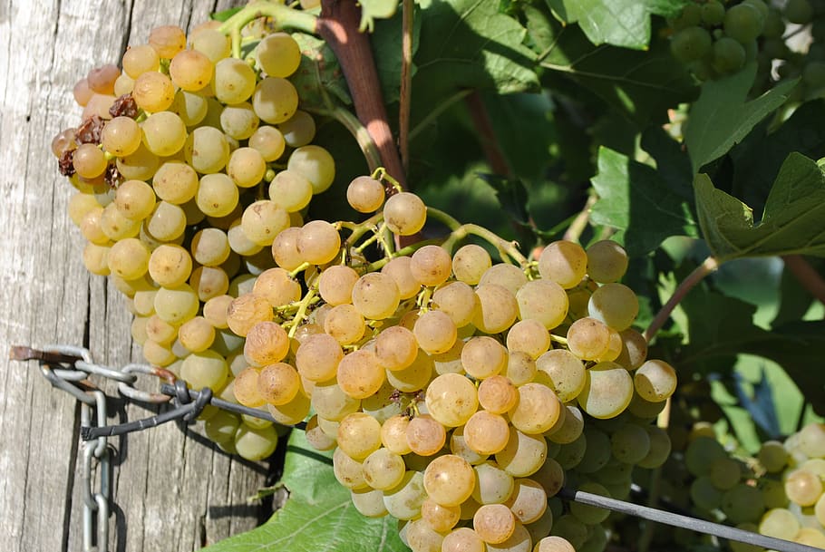 grape, maturation, vintage, wine, grape cultivation, fruit HD wallpaper