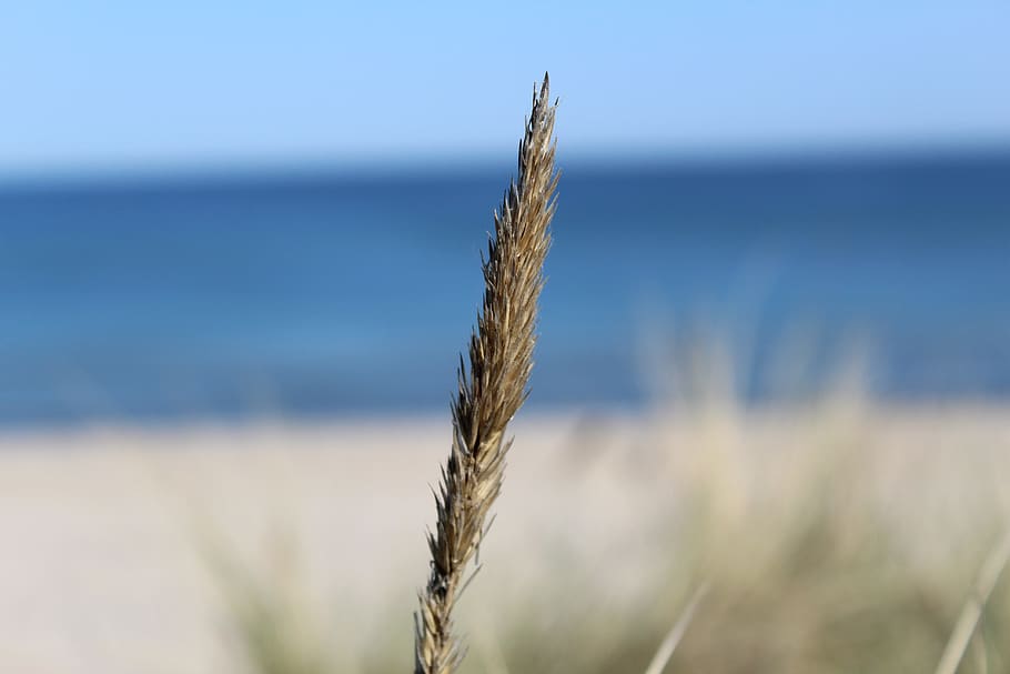 beach, heath, landscape, sea, dunes, plant, focus on foreground HD wallpaper