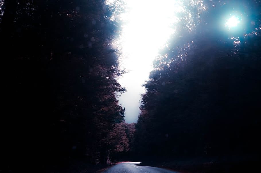 asphalt road in the middle of trees during daytime, forest, street HD wallpaper