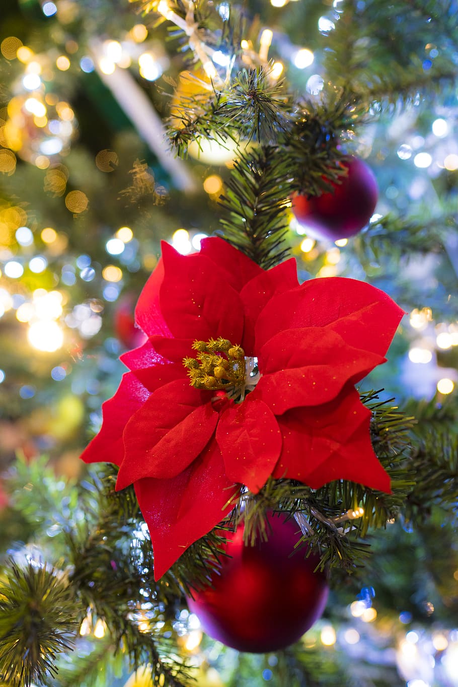 blossom, red, bloom, shrub, rose, flower, flowers, floral, green HD wallpaper