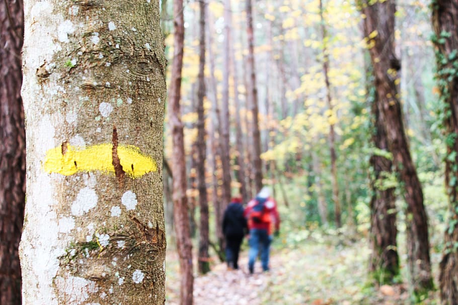 france, monteynard, trees, forest, nature, hiking, trunk, tree trunk HD wallpaper