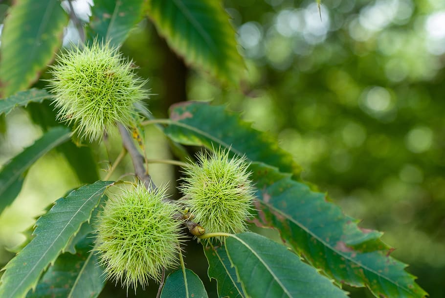 chestnut, fruit, leaf, nature, thorny, horse chestnut, brown HD wallpaper
