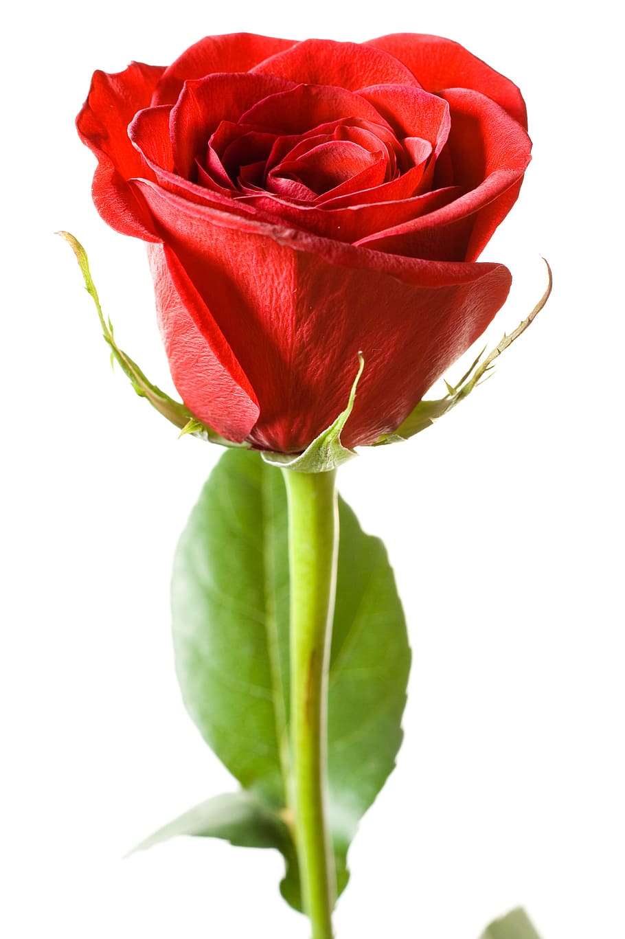 rose, red, white, flores, closeup, isolated, decoration, bud HD wallpaper
