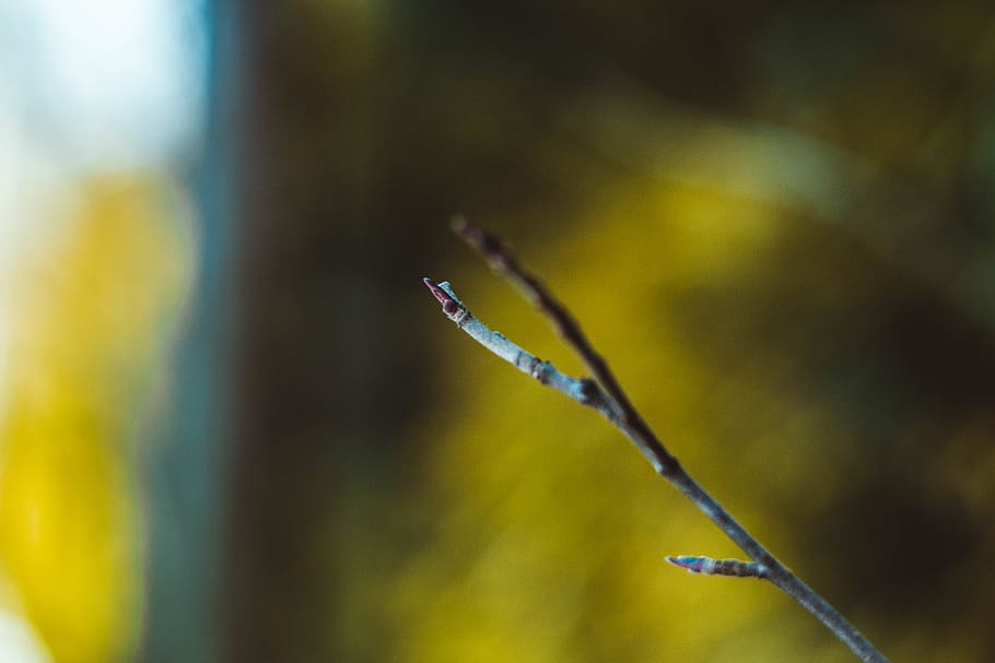 plant, focus on foreground, beauty in nature, close-up, drop HD wallpaper