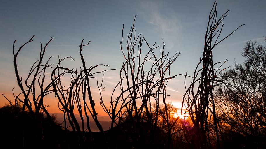 italy, mount etna, sunset, sky, plant, beauty in nature, silhouette HD wallpaper