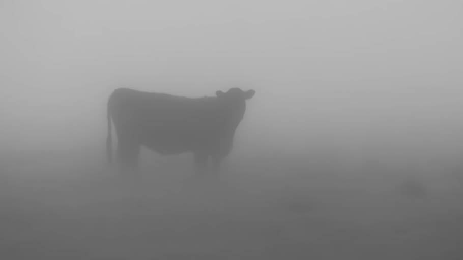 germany, barnstorf, black, white, cow, foggy, field, mammal HD wallpaper