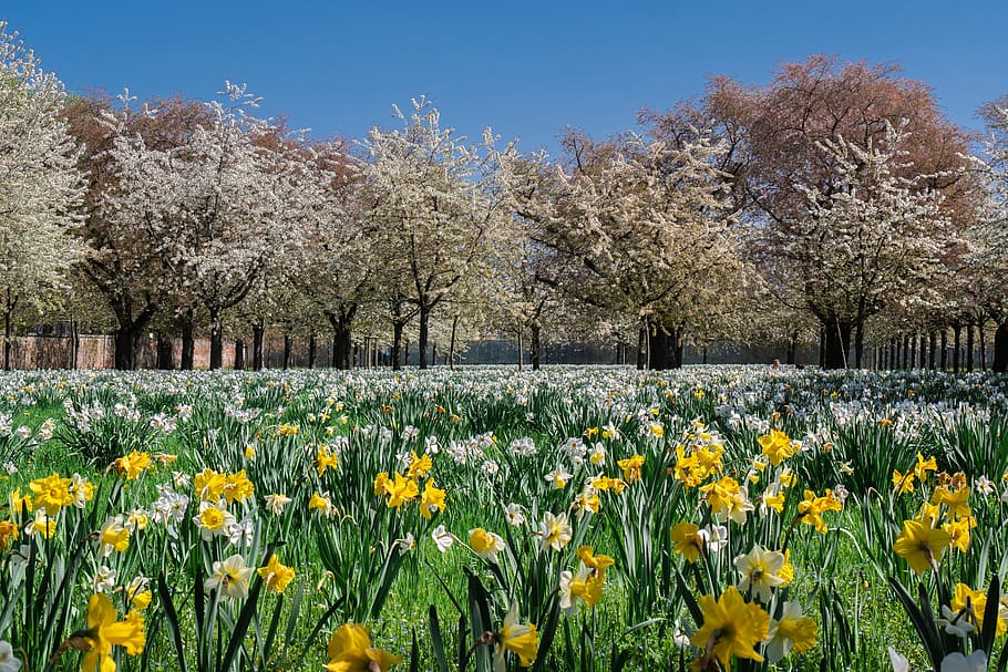 trees, park, flowering trees, spring, field of flowers, plant HD wallpaper