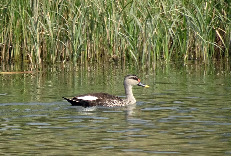 duck, bird, waterfowl, wildlife, spot-billed duck, swimming, HD wallpaper