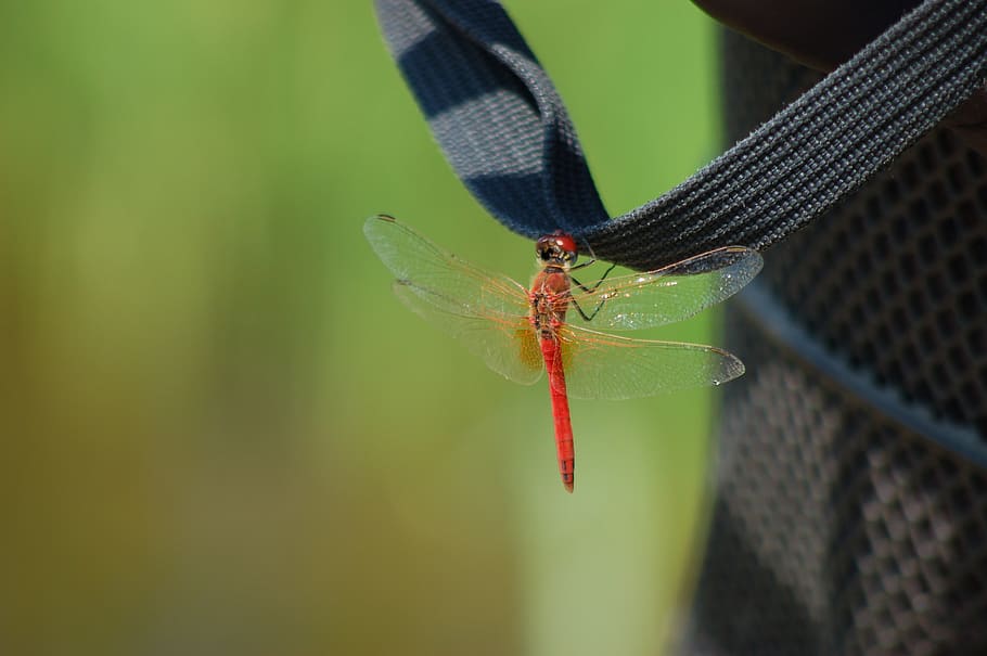 insect, dragonfly, ali, summer, insects, invertebrate, animals in the wild HD wallpaper