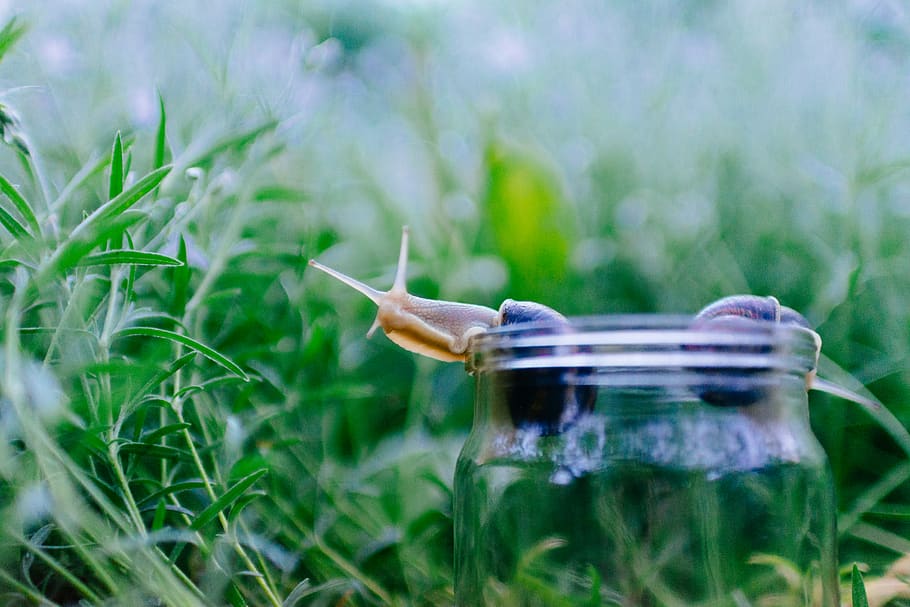 two snails on clear glass jar, plant, day, nature, close-up, no people HD wallpaper