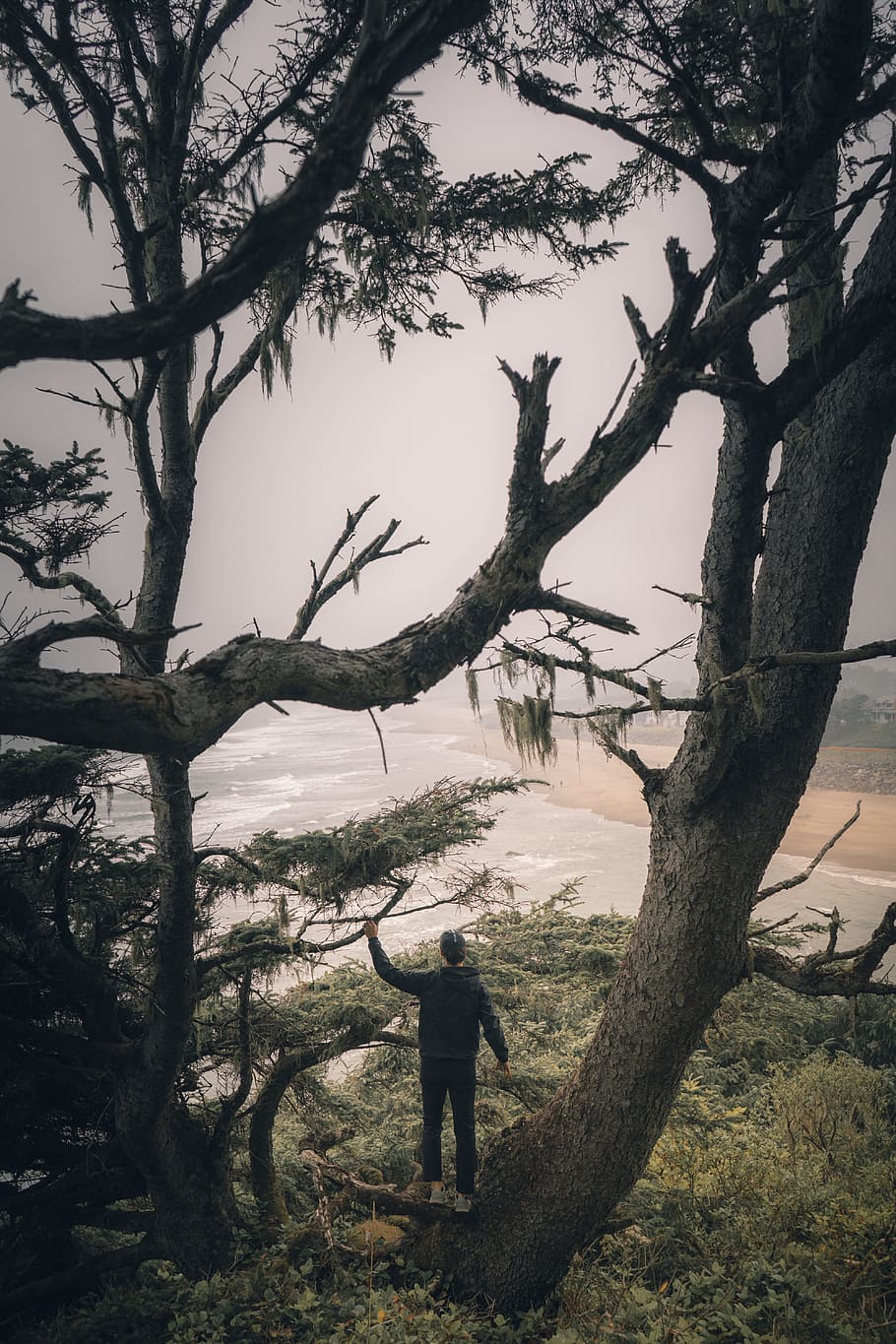 man standing on top of tree, water, person, tree climbing, looking out HD wallpaper