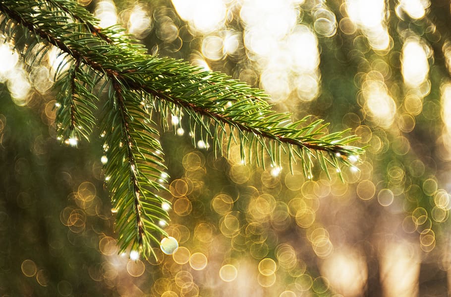 tree, raindrops, nature, light, bough, conifer, mood, sunlight HD wallpaper