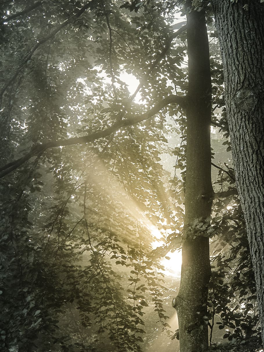 trees, forest, autumn, fall, sun, green, plant, land, trunk HD wallpaper