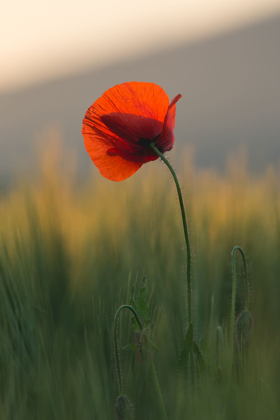 common poppy flower, flora, blossom, plant, grass, austria, hartberg HD wallpaper
