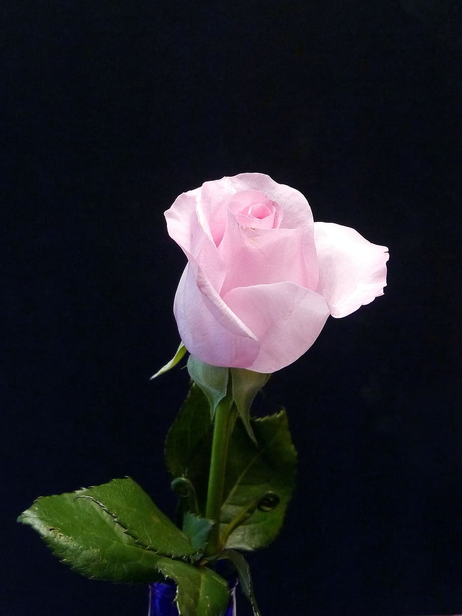 Pink rose against black background., pictures of flowers, pictures of roses, HD wallpaper