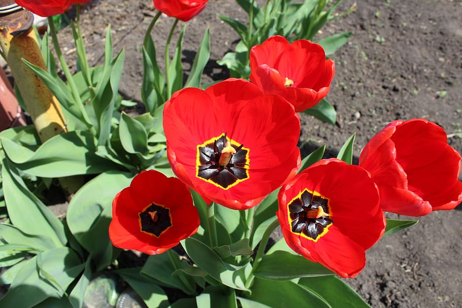 flowers, soil, flora, mack, spring, flowering plant, beauty in nature HD wallpaper