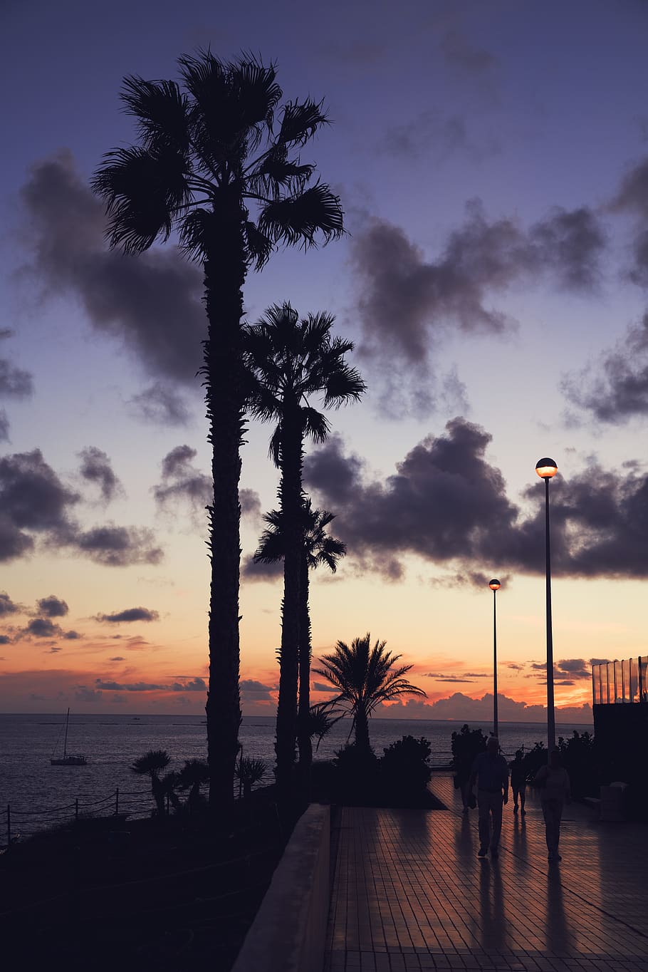 Silhouette Photography of Palm Trees Near Sea, beach, clouds HD wallpaper