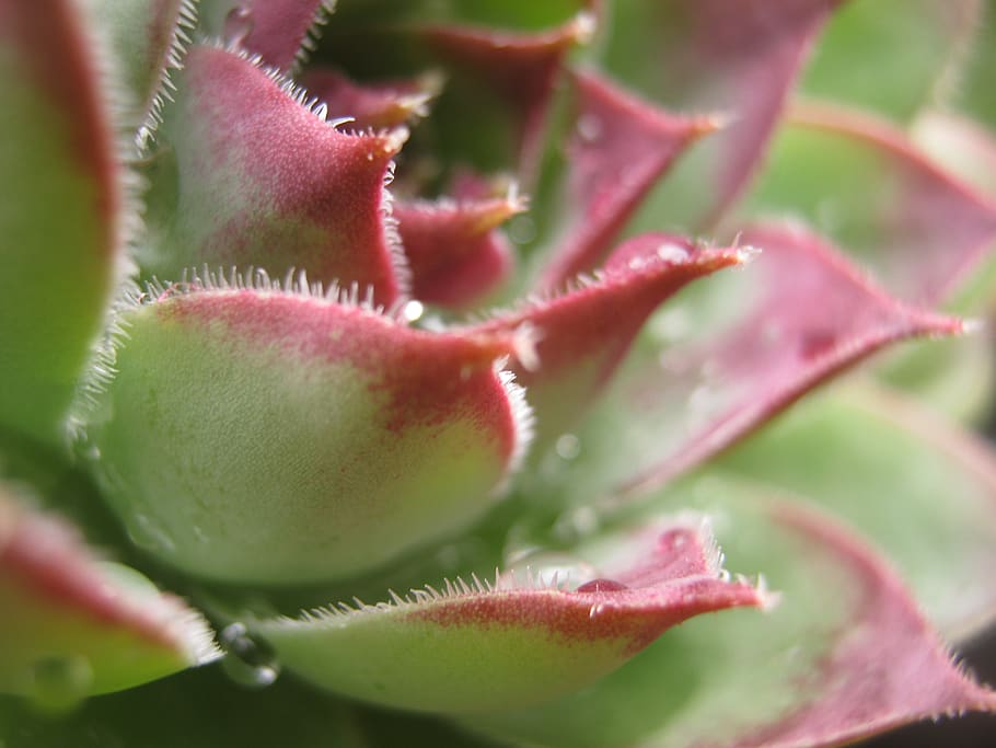plants, pretty, dewdrops, zoom, freshness, fruit, close-up HD wallpaper