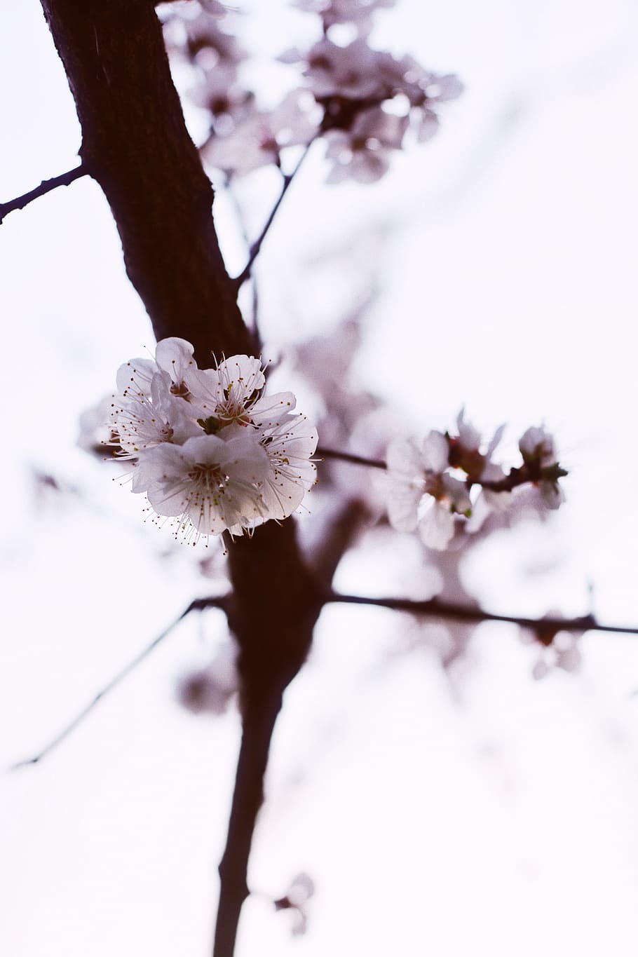 sunset, cherry, cherry tree, cherry blossom tree, cherry flowers HD wallpaper