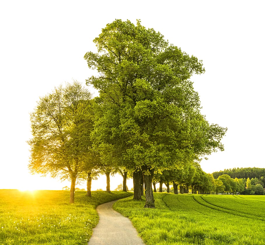 Trees With Pathway, bright, conifer, daylight, environment, evergreen HD wallpaper
