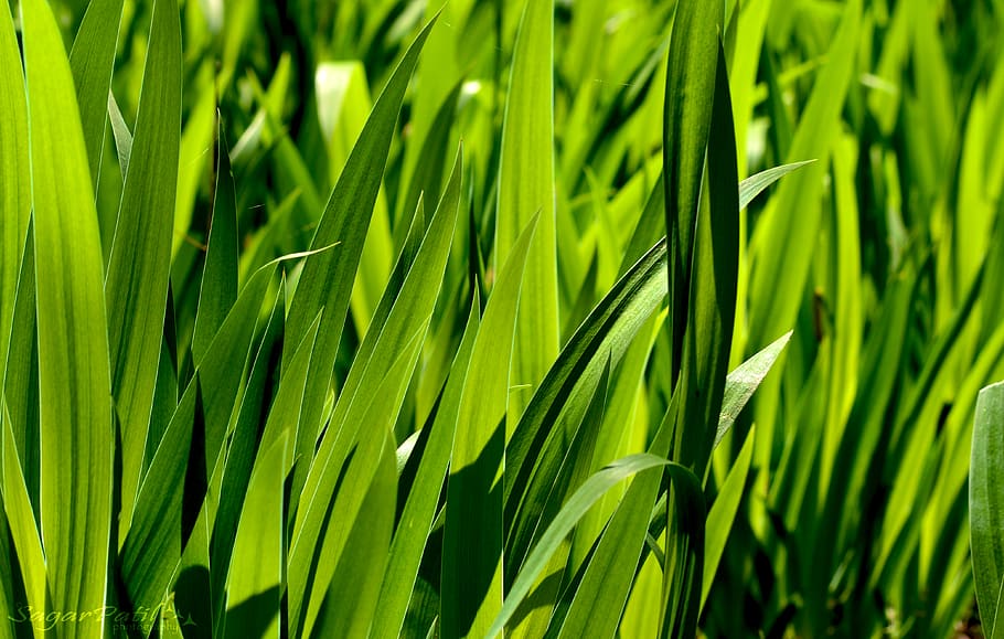 india, mumbai, trees, green color, growth, plant, beauty in nature HD wallpaper