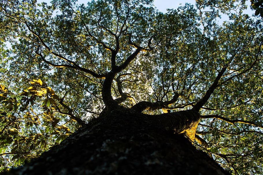 tree, forest, green, landscape, nature, light, plant, low angle view HD wallpaper