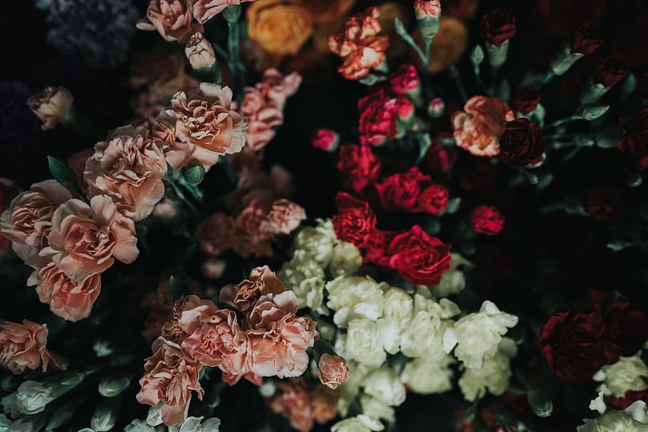 flower, flowering plant, fragility, vulnerability, beauty in nature HD wallpaper